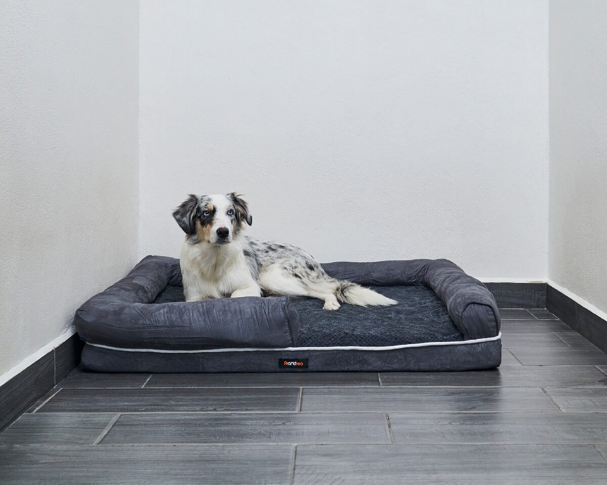 Hotel Para Perros CDMX