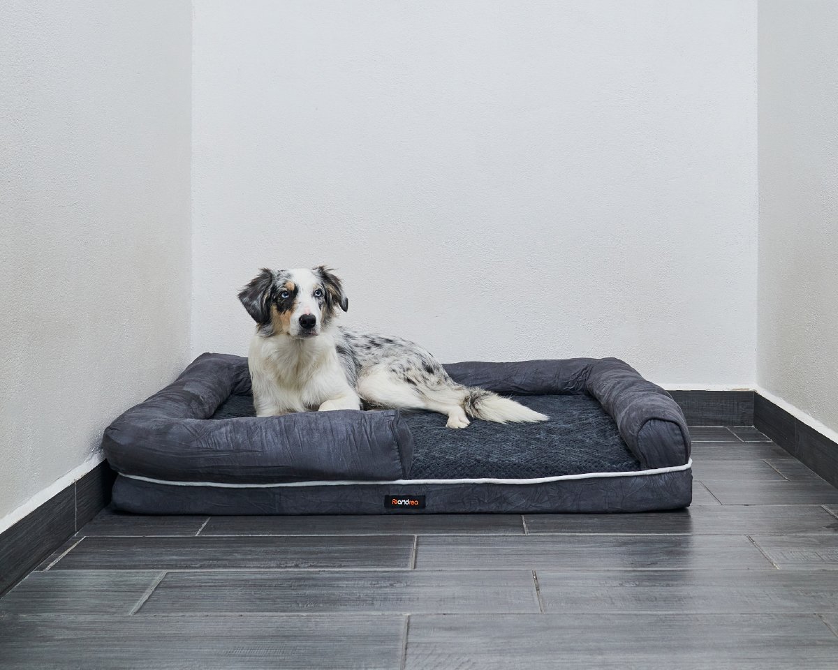 Hotel Para Perros CDMX Hotel Para Perros CDMX