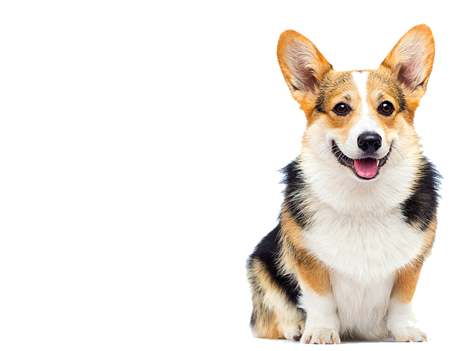 Corgi-en-Guardería-Canina-CDMX