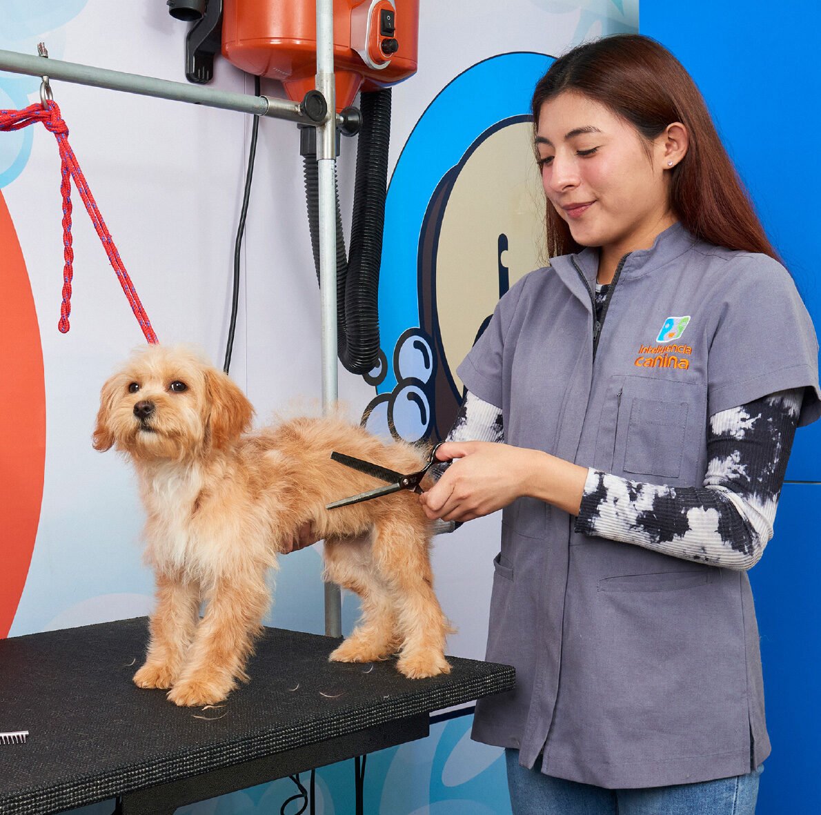 Estética Canina Servicios Corte