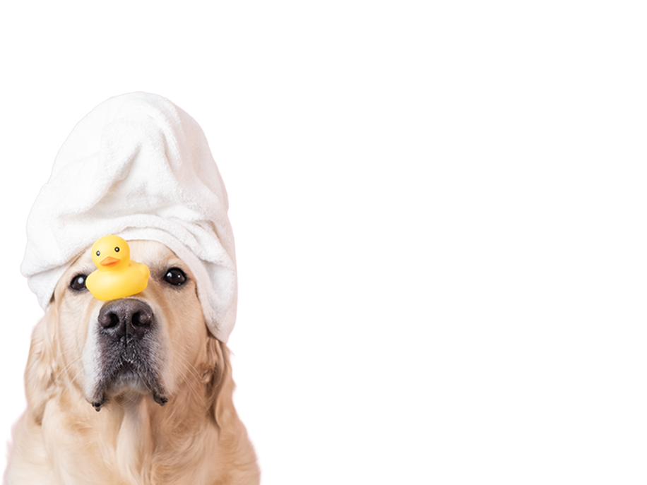 Estéticas-para-Perros-CDMX