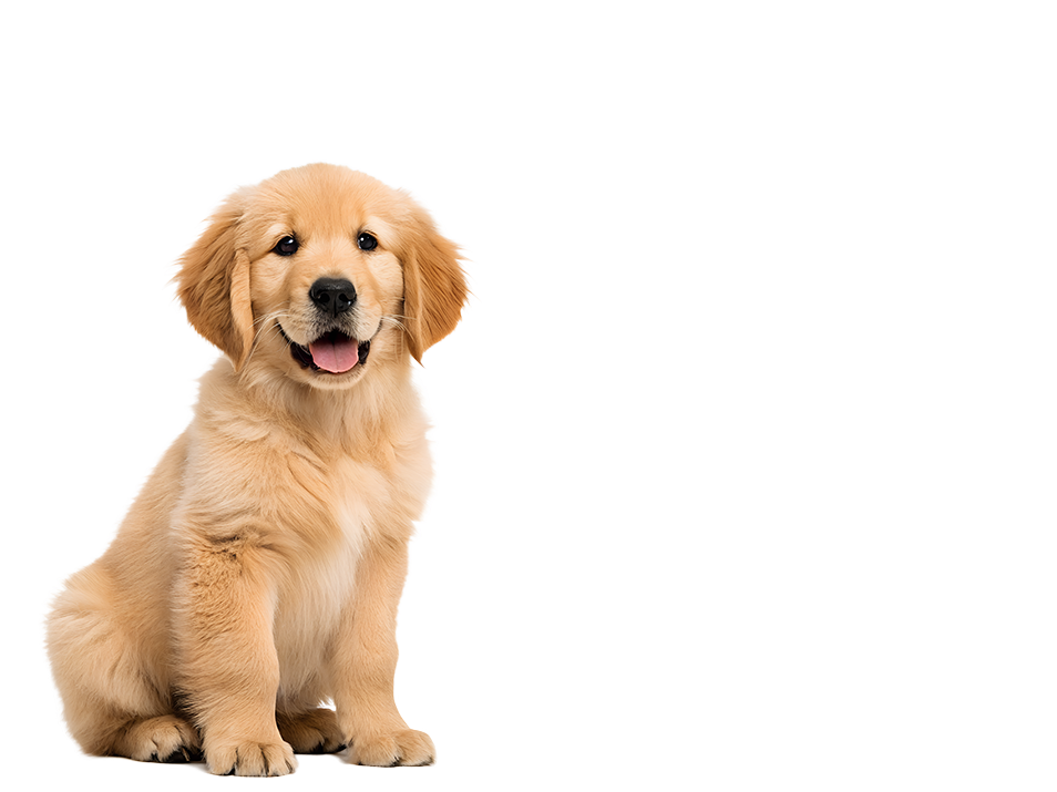 Golden-en-Guardería-Canina-CDMX