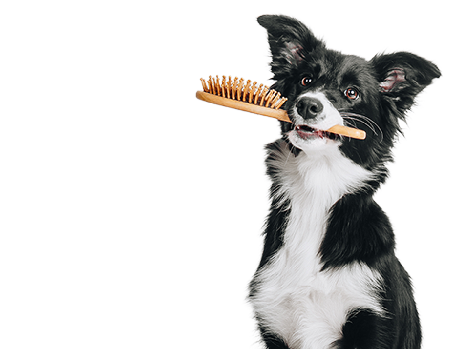 Grooming-Canino enCDMX