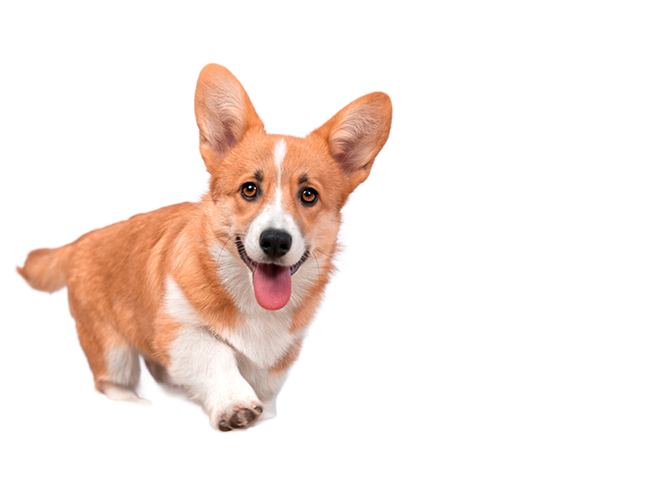 corgi-hotel-para-perros