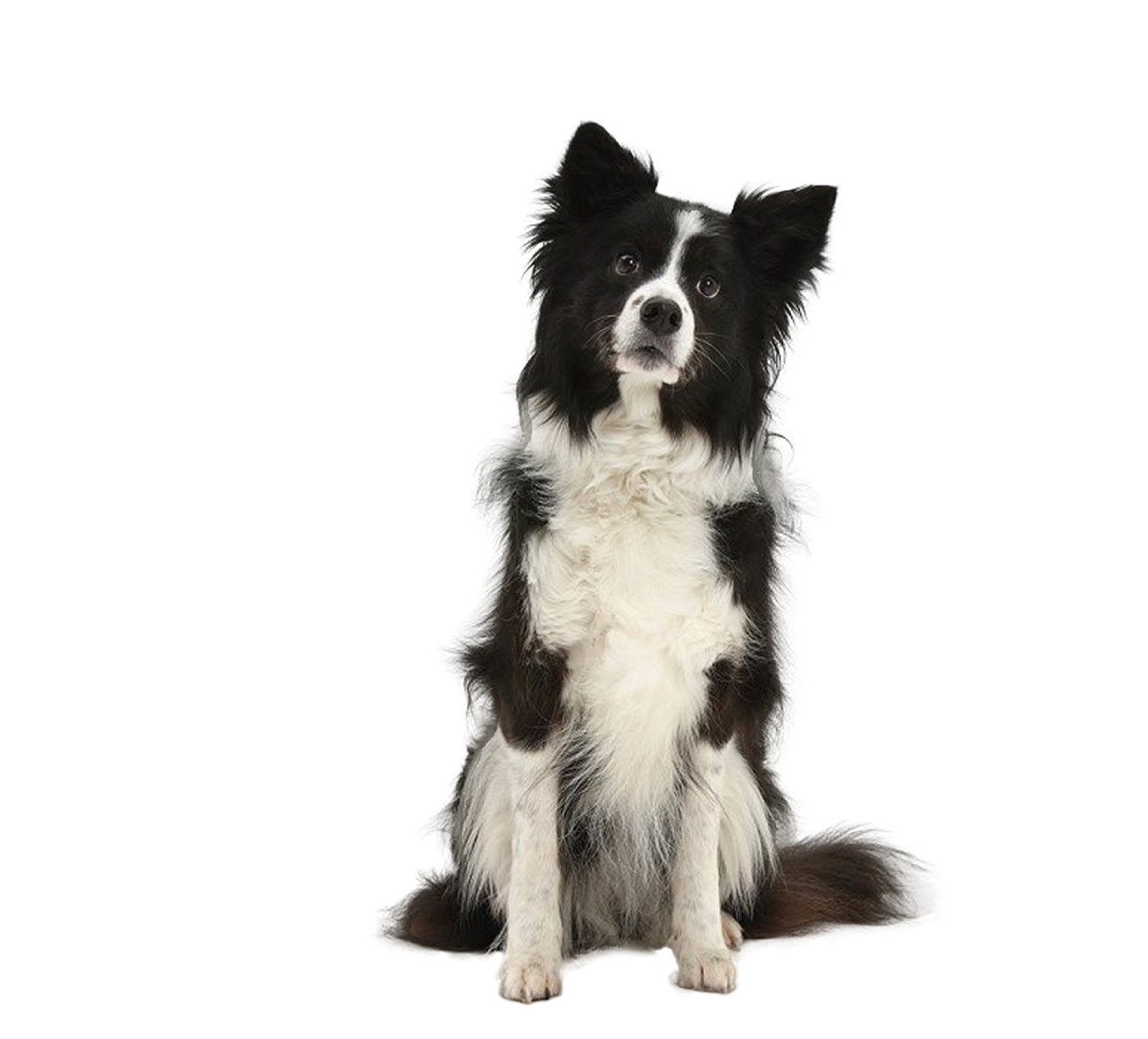 Escuela-para-perros-inteligencia-canina-cdmx