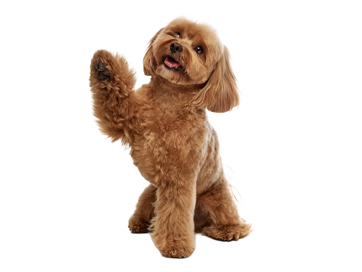 Perro-feliz-en-guarderia-canina-cdmx