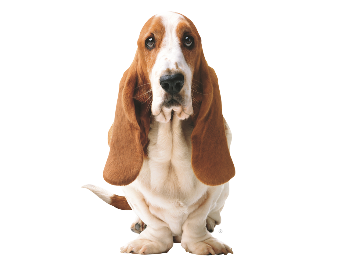 perros-en-hotel-canino