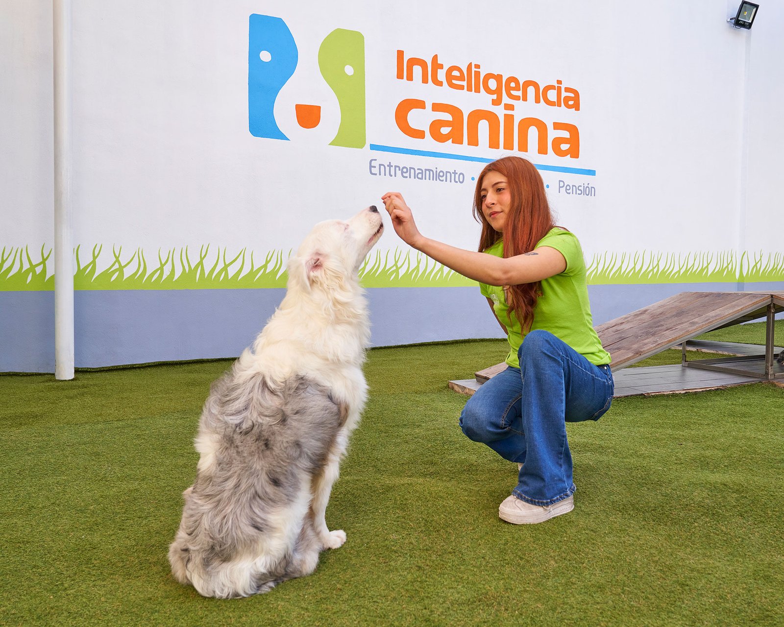 Escuela-para-perros-inteligencia-canina