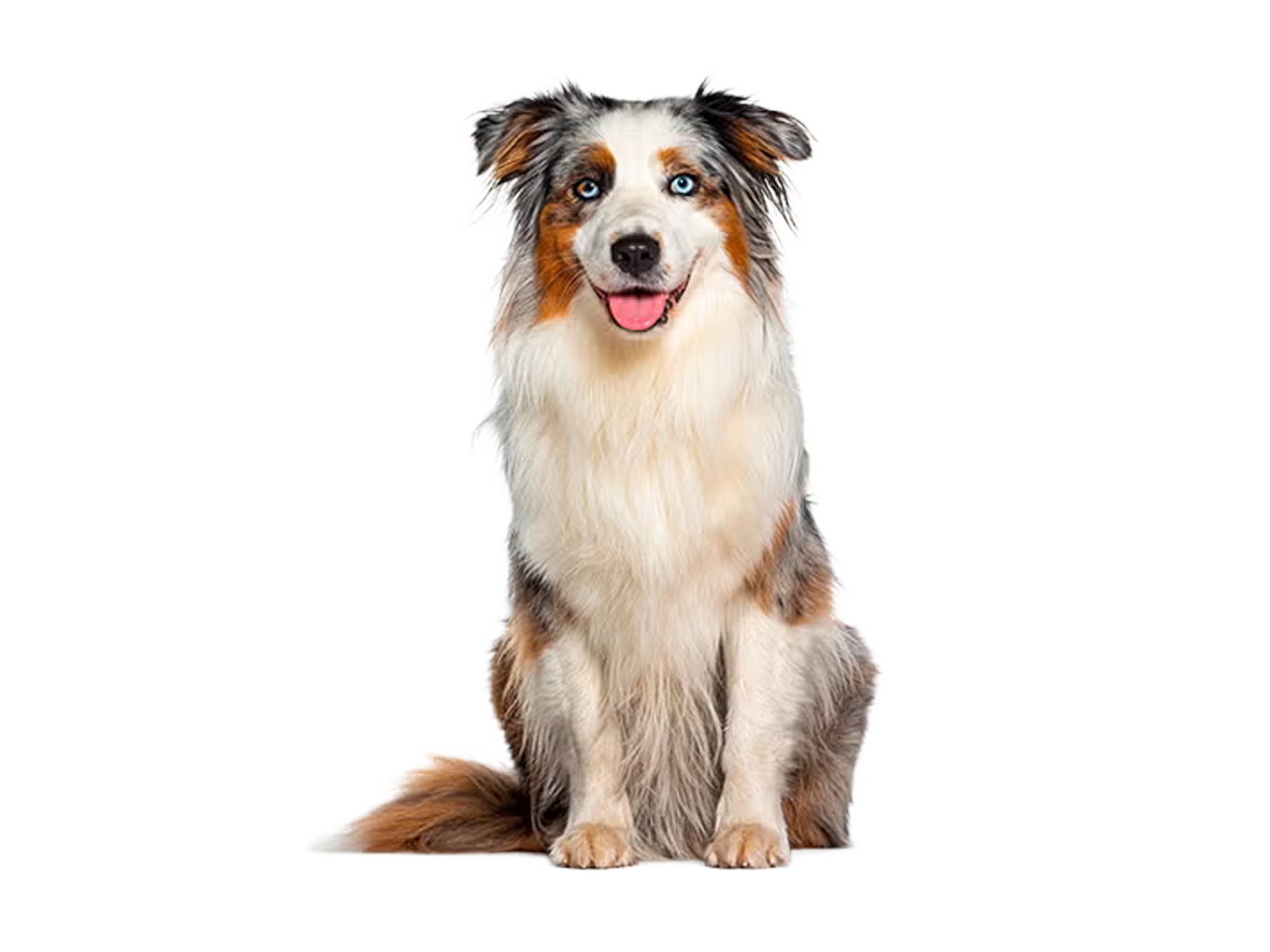 atencion-veterinaria-Inteligencia-Canina