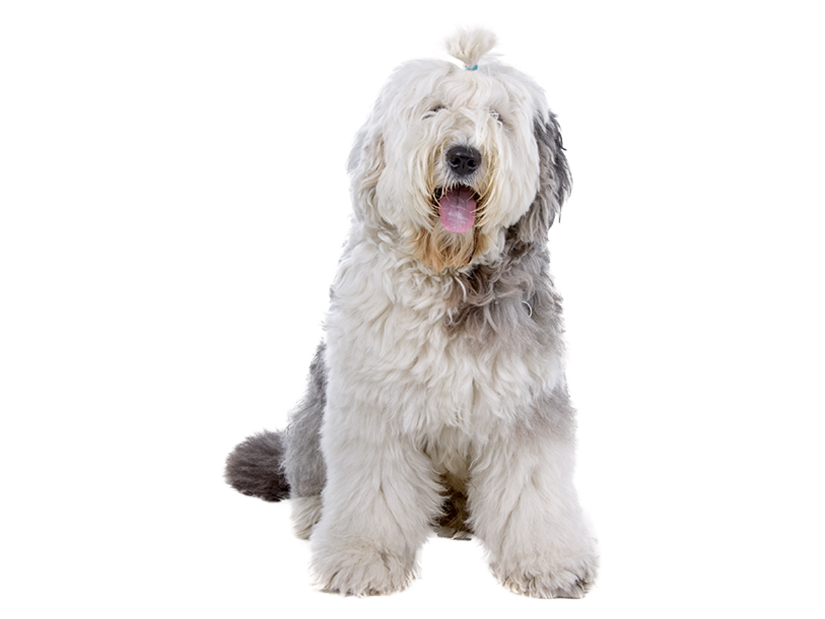 entrenados-de-perros-en-casa