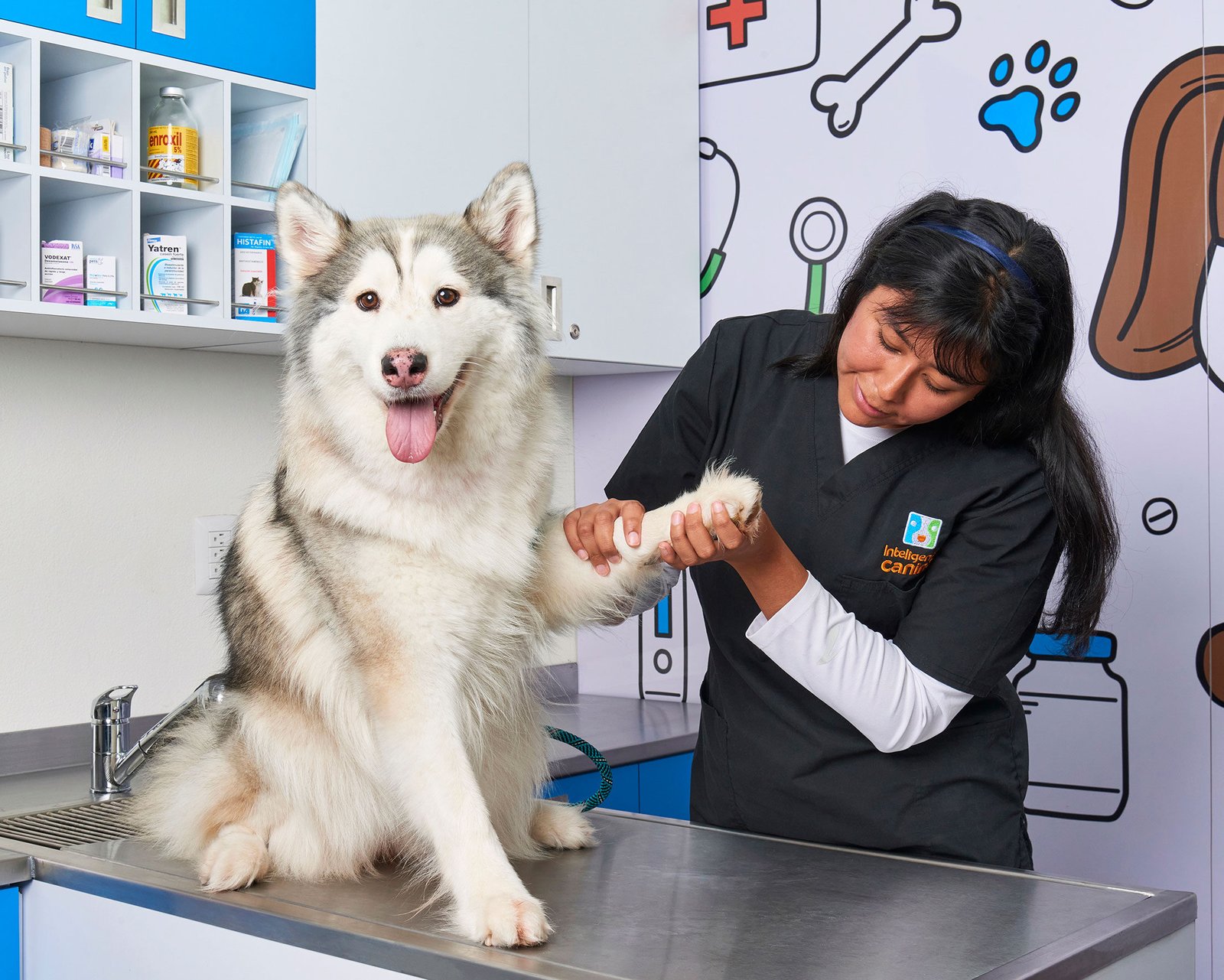 hospital-veterinario-en-cdmx-inteligencia-canina