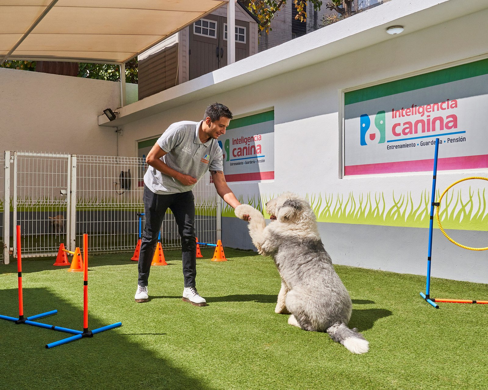 curso-de-adiestramiento-canino