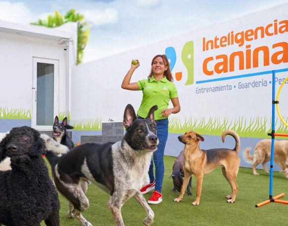 dejar-a-mi-perro-en-una-pensión-o-guardería