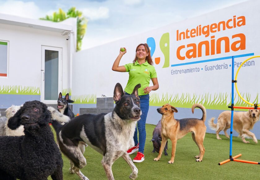 dejar-a-mi-perro-en-una-pensión-o-guardería