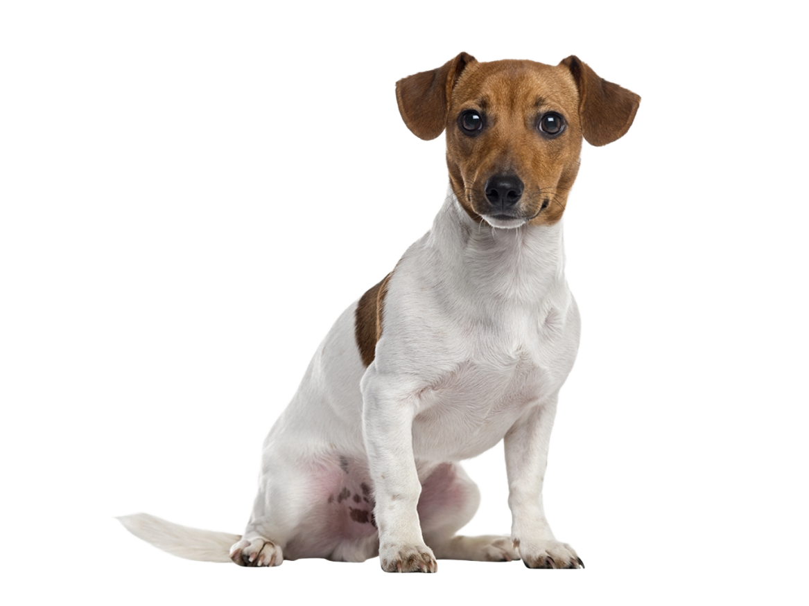 entrenaimiento-perro-en-casa